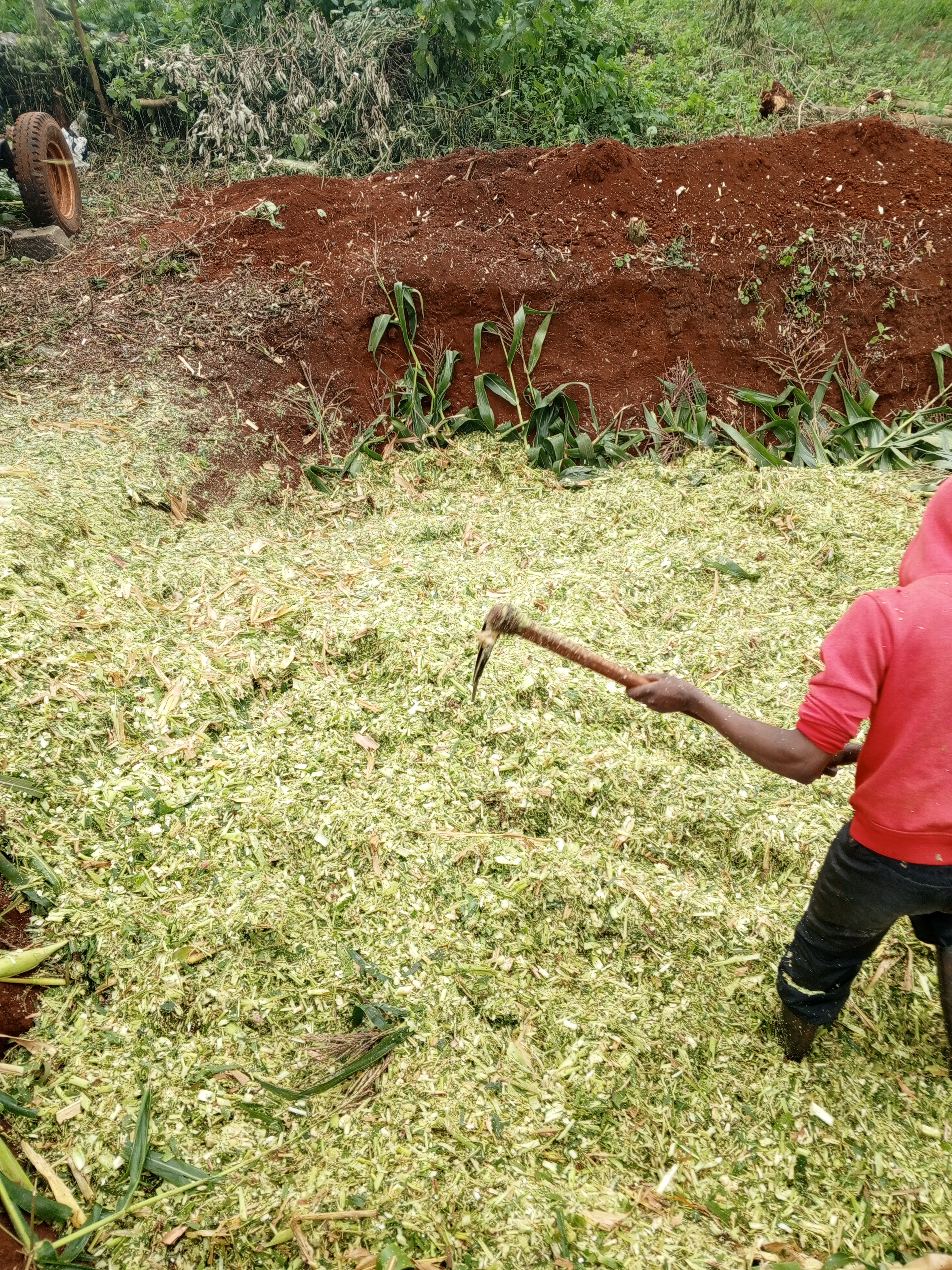 SILAGE MAKING