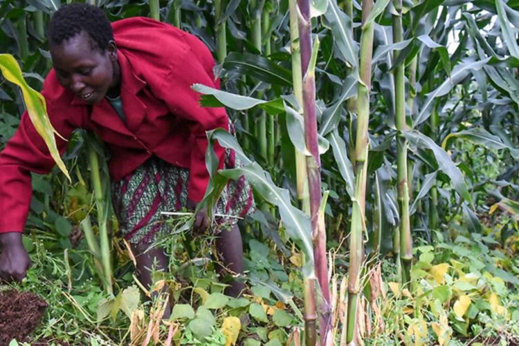 Small Scale farmer